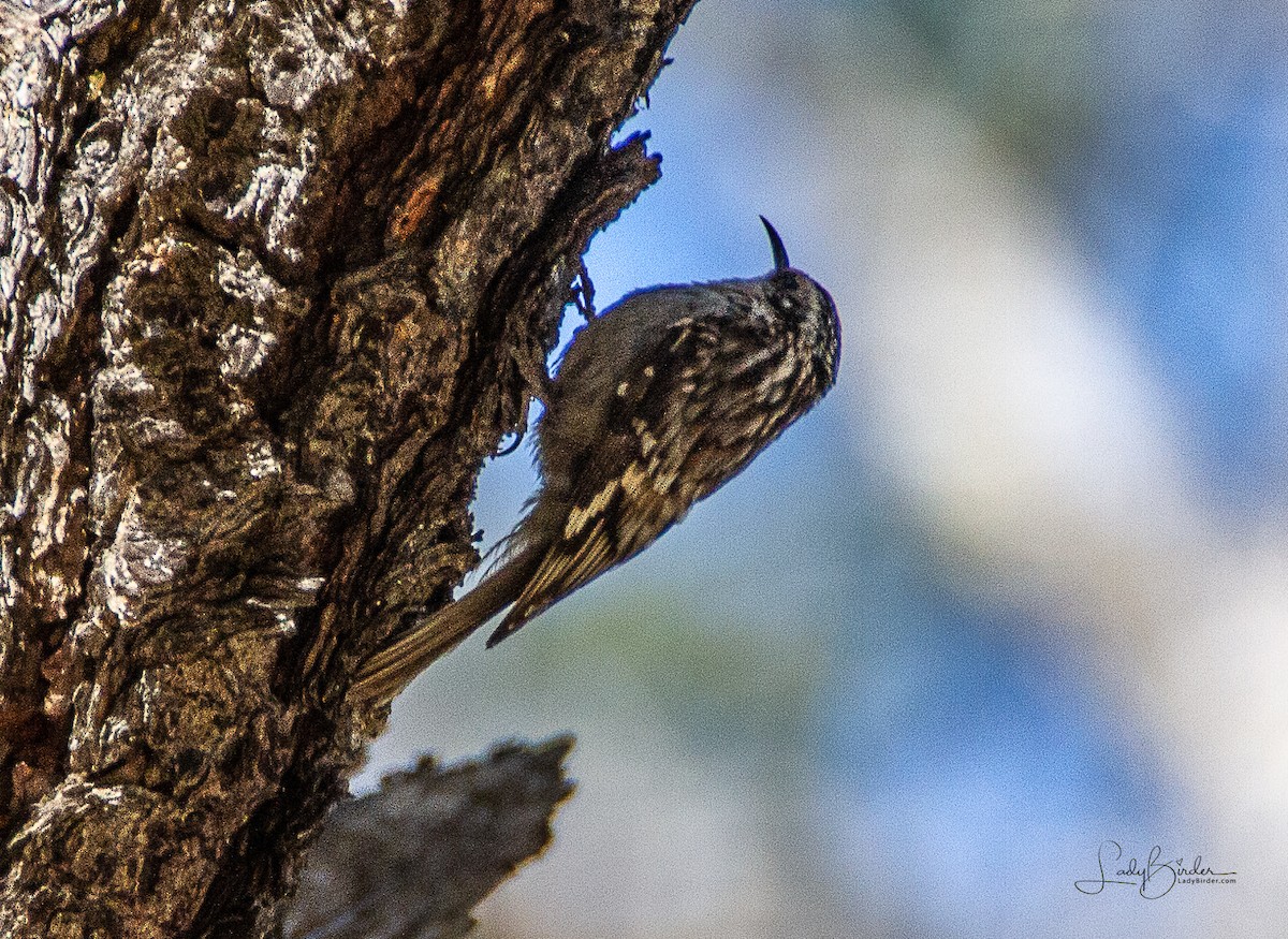 Brown Creeper - ML96081301