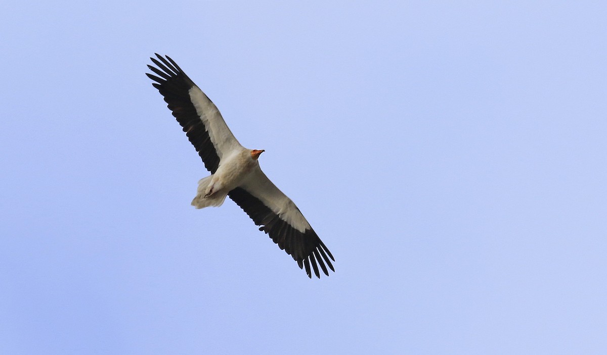 Egyptian Vulture - ML96081481