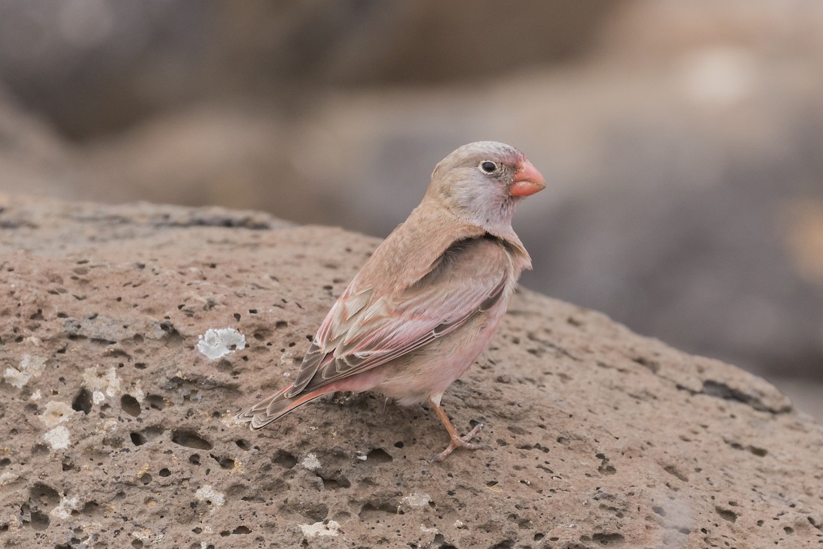 Trumpeter Finch - ML96082011