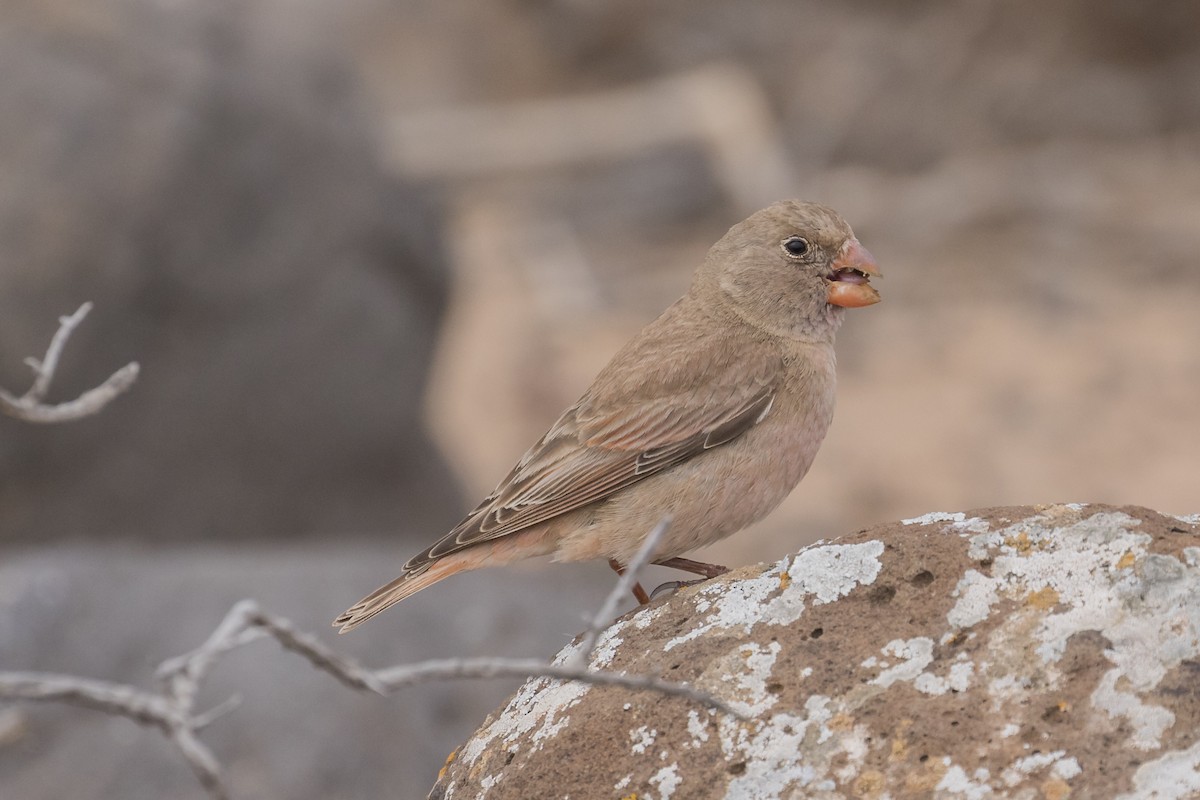 Trumpeter Finch - ML96082051