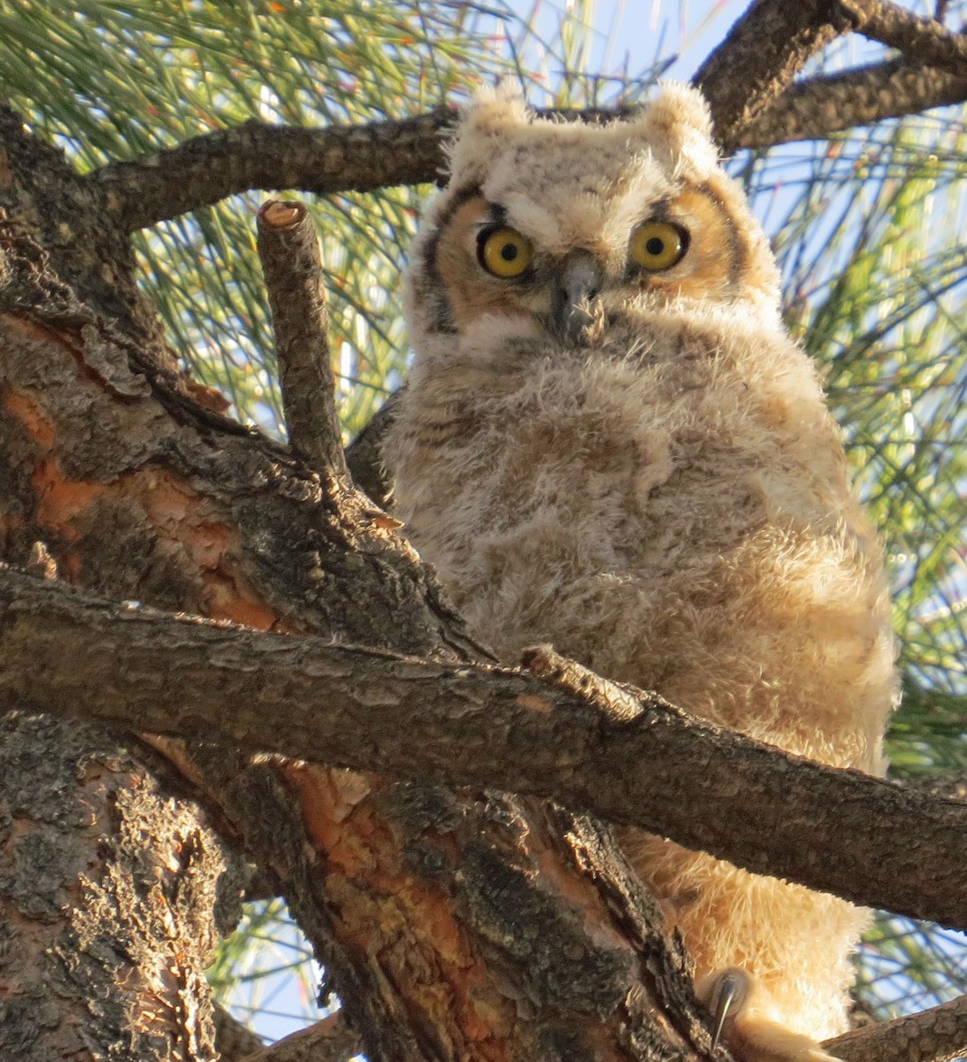 Great Horned Owl - Judy Liddell