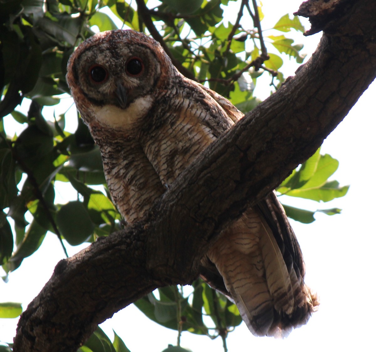 Mottled Wood-Owl - ML96082541