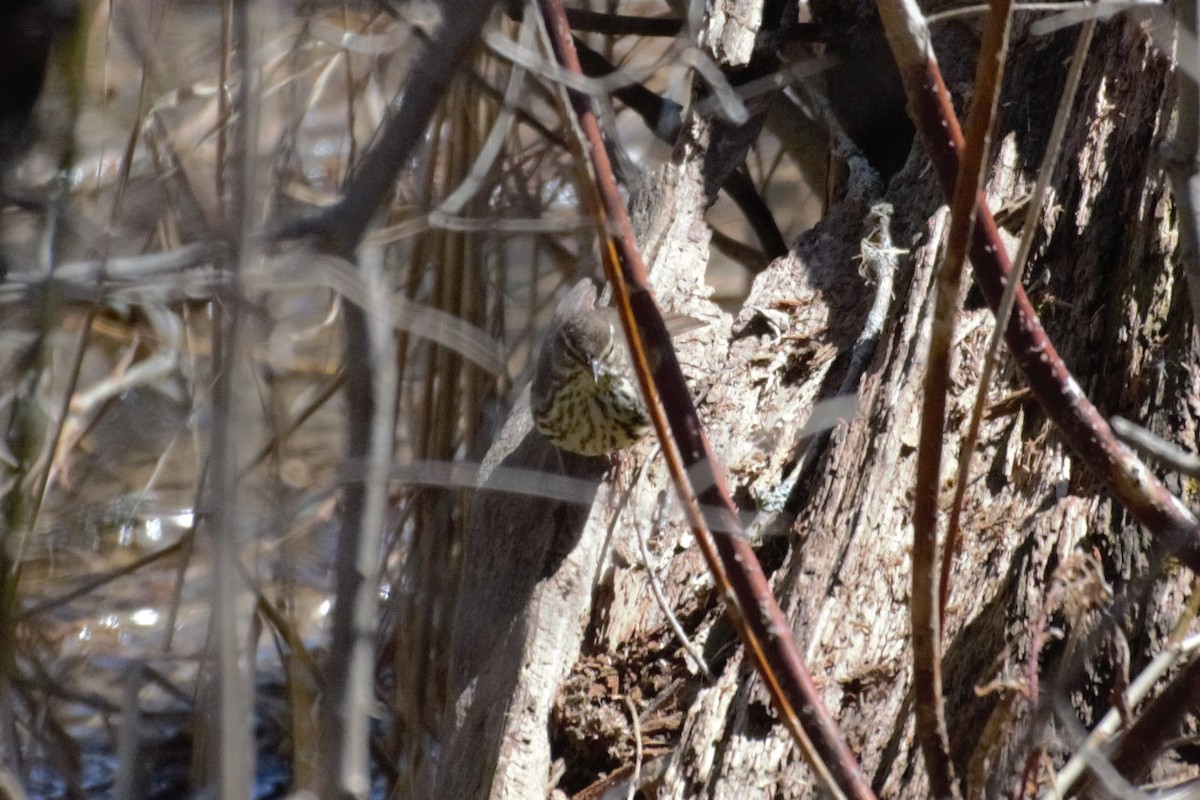 Northern Waterthrush - ML96082841