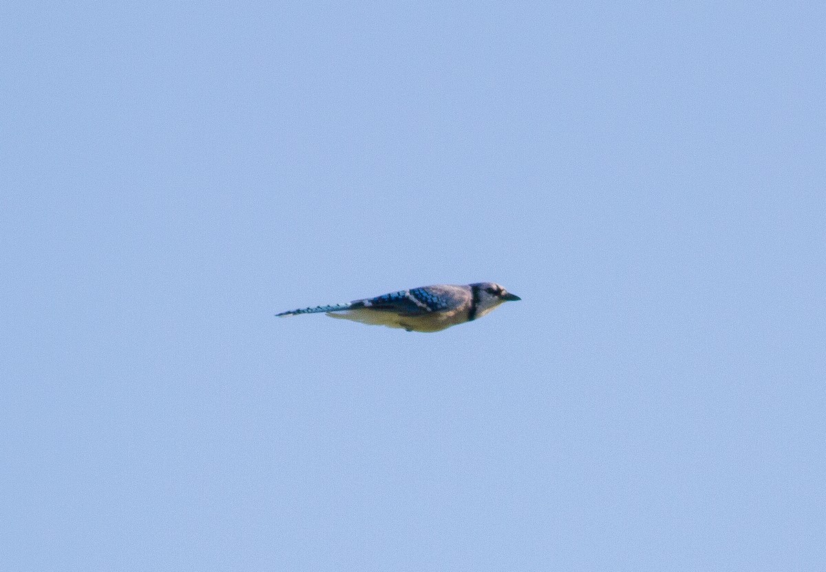 Blue Jay - ML96083361