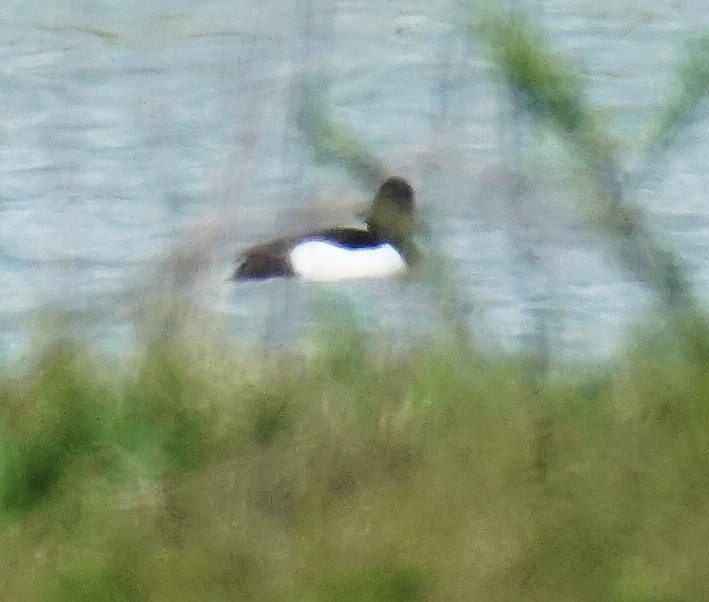 Tufted Duck - ML96083621