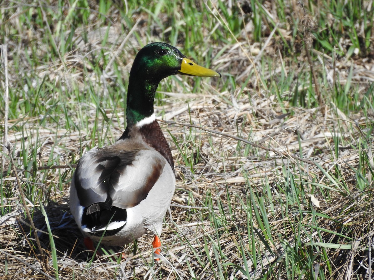 Mallard - ML96084011