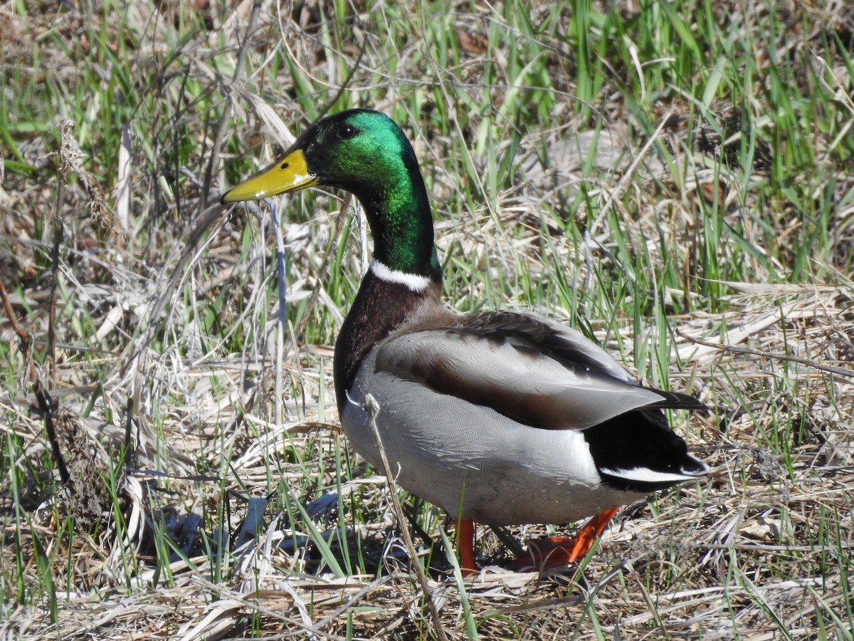 Mallard - ML96084021