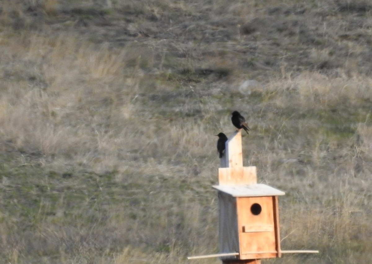 European Starling - ML96084041