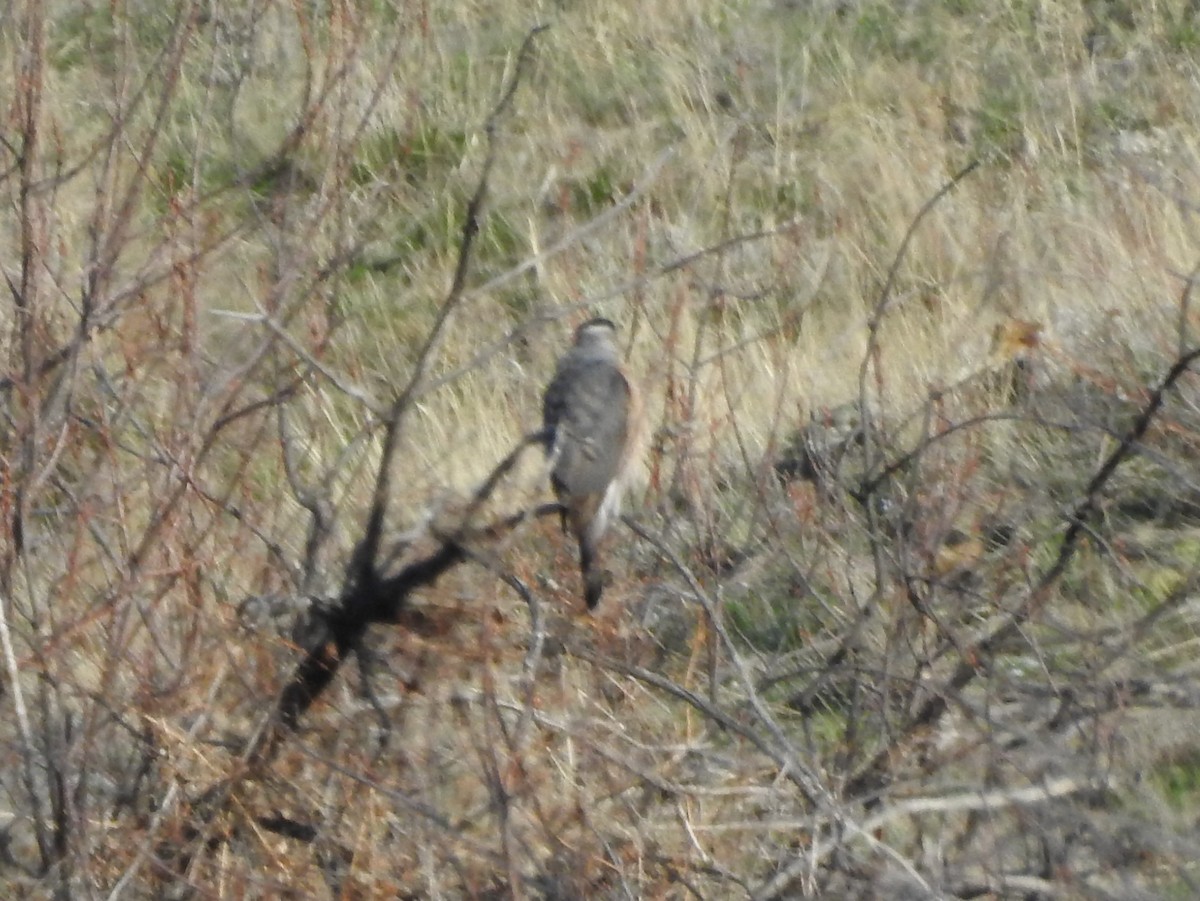 Cooper's Hawk - ML96084121