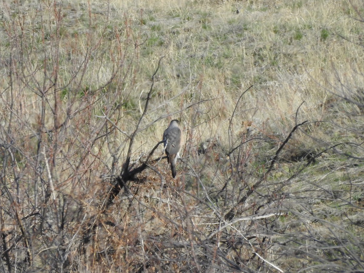 Cooper's Hawk - ML96084141