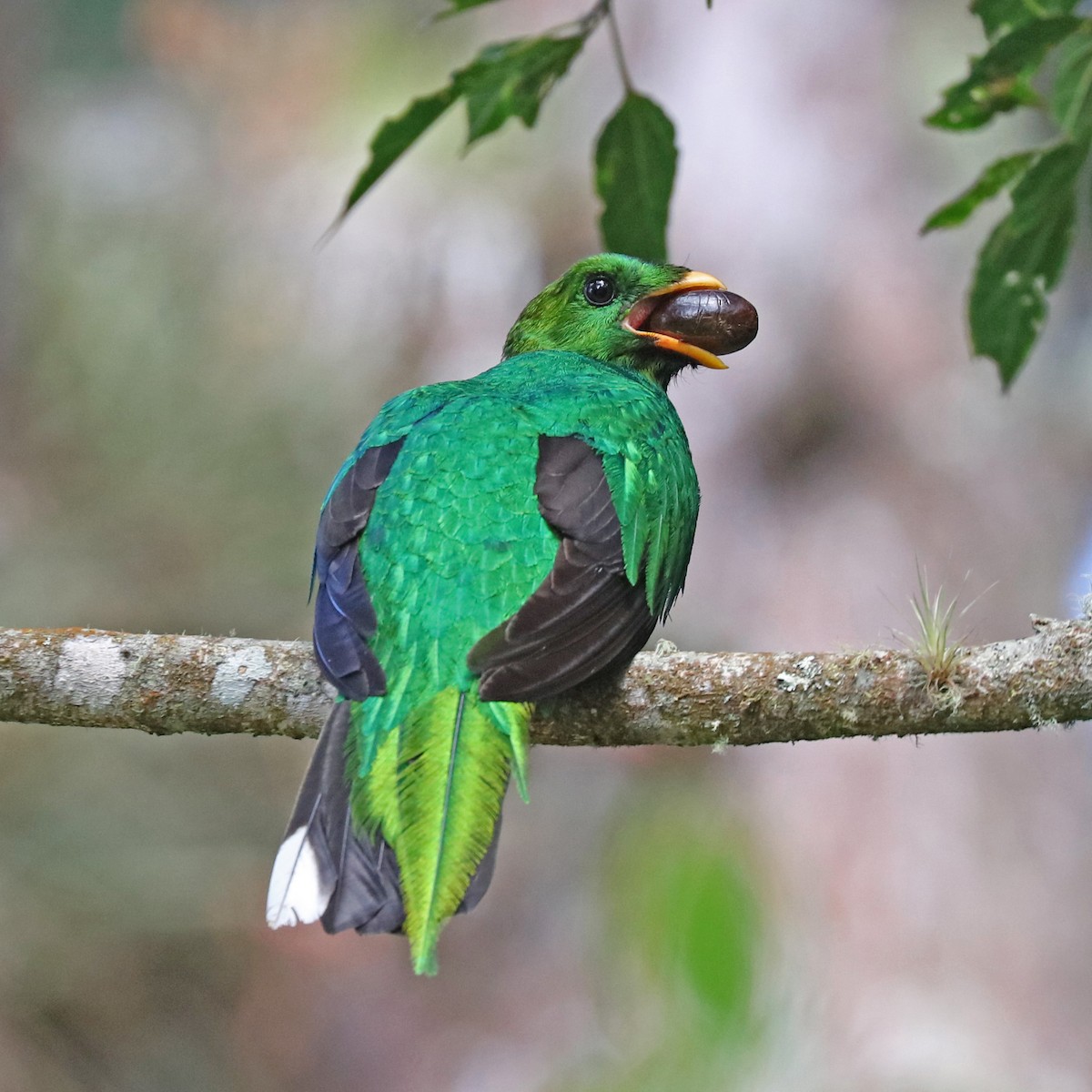 White-tipped Quetzal - John Bruin