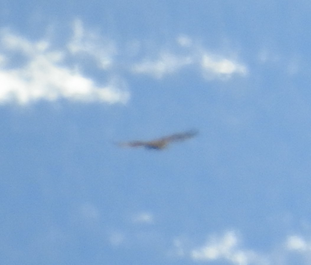 Buteo sp. - ML96084301