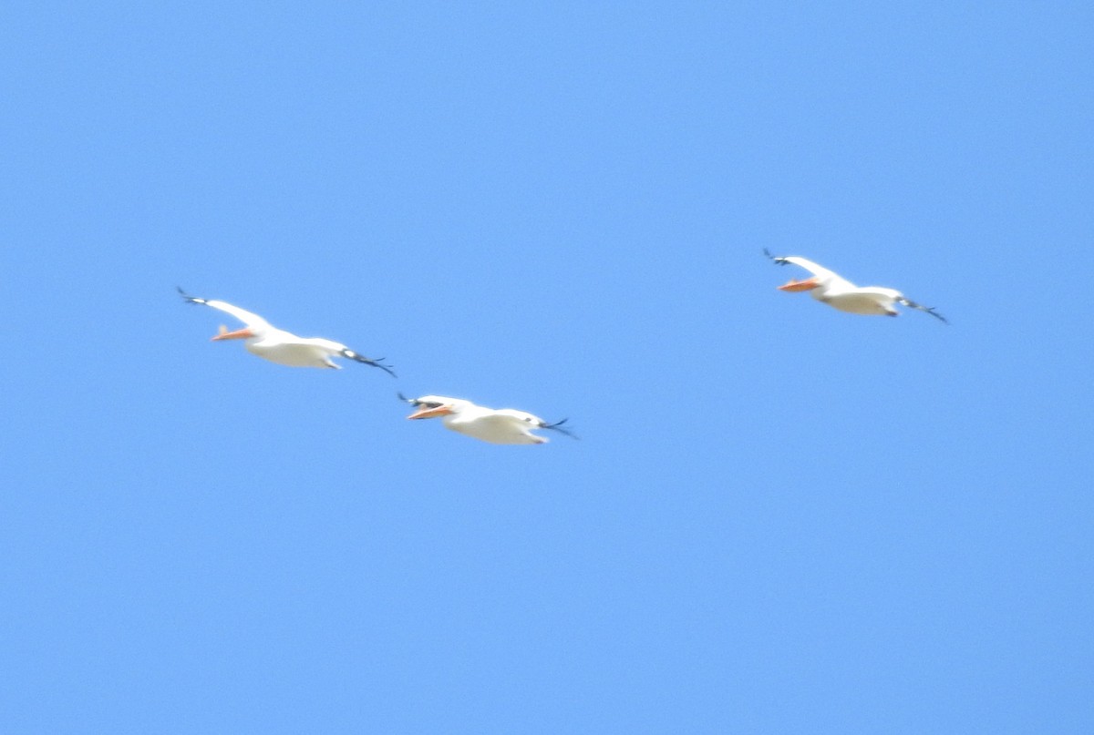 American White Pelican - ML96084441