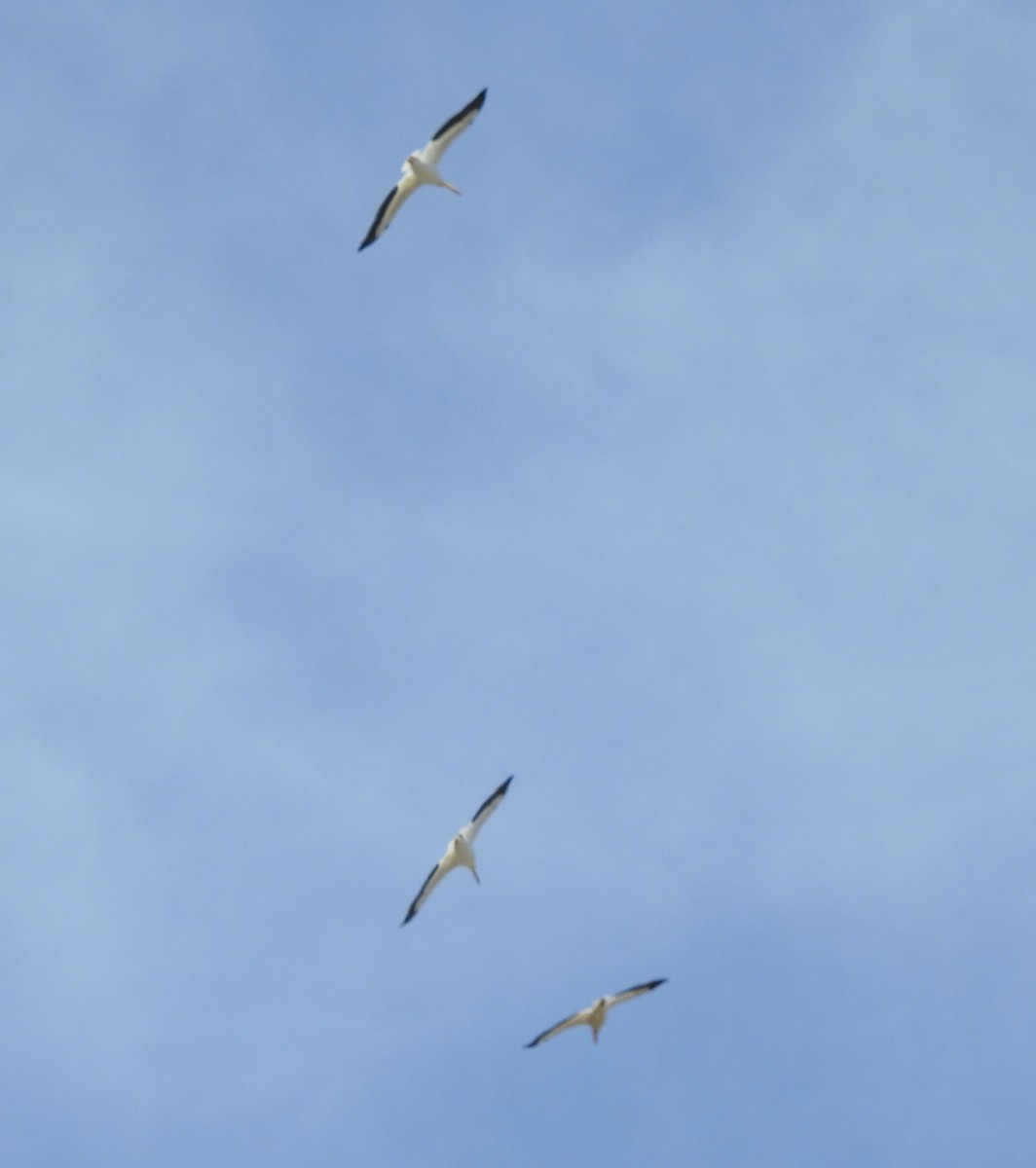 American White Pelican - ML96084451