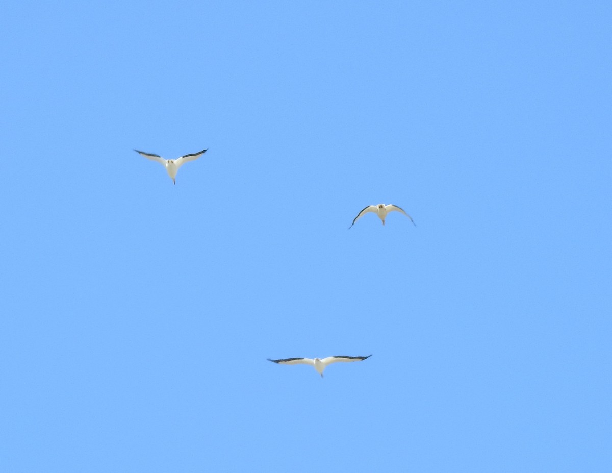 American White Pelican - ML96084461