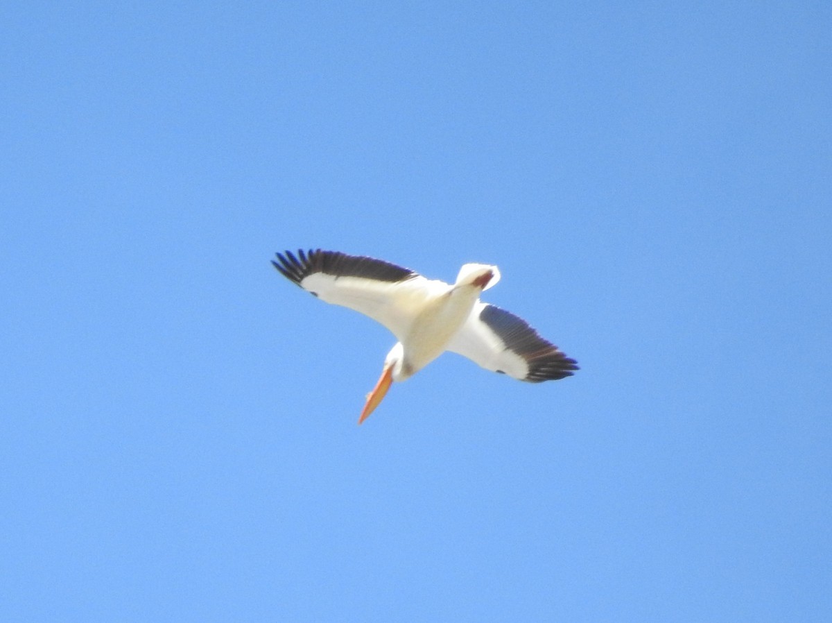 American White Pelican - ML96084471