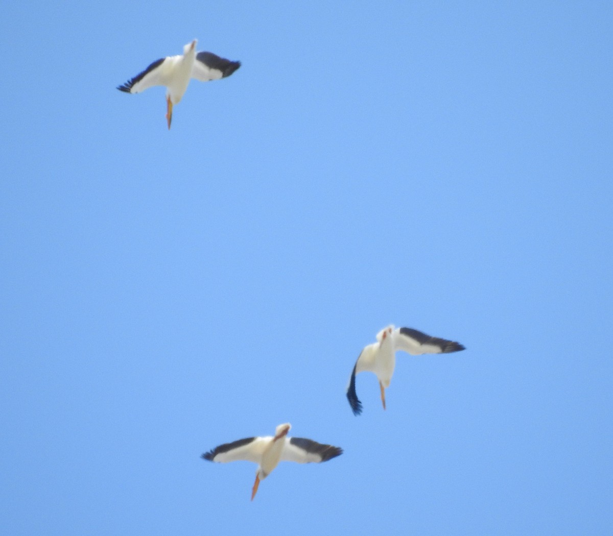 American White Pelican - ML96084481