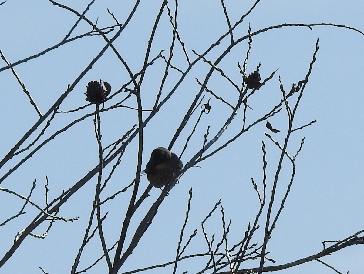 Yellow-rumped Warbler (Audubon's) - ML96084541