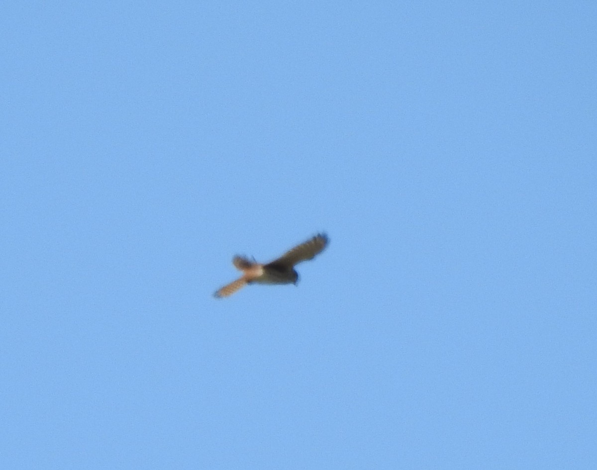 American Kestrel - Shane Sater