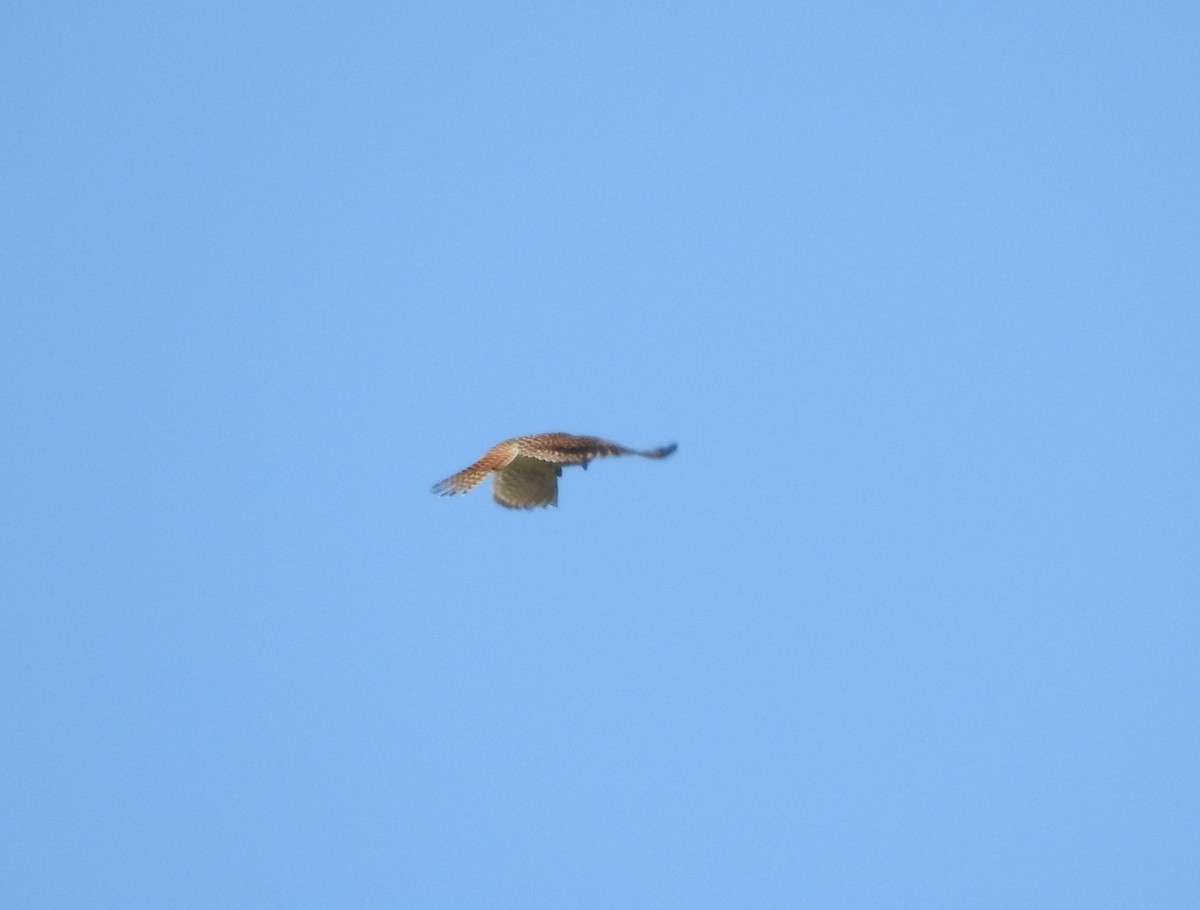 American Kestrel - ML96084711