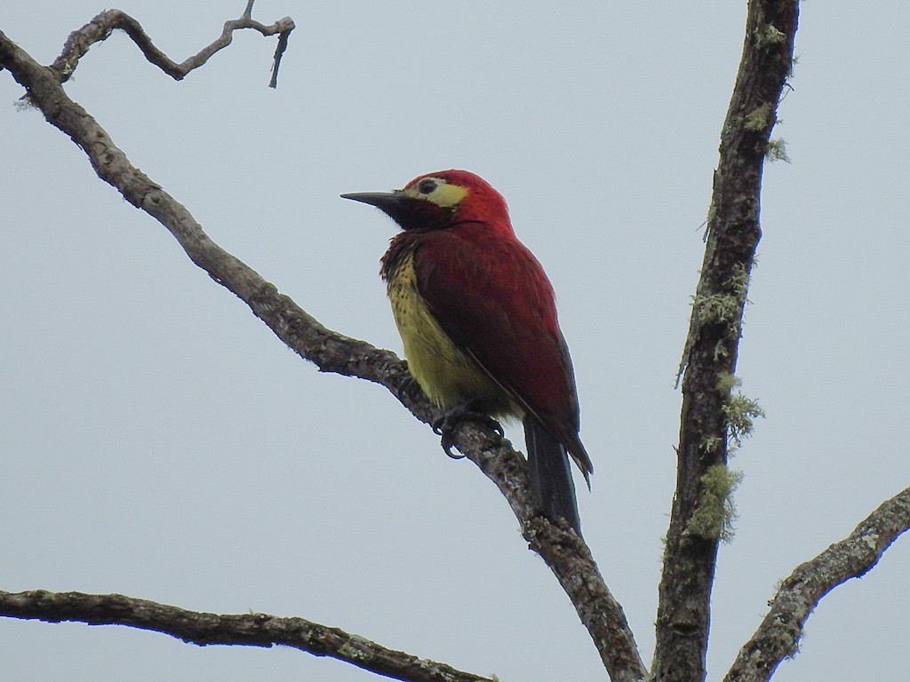 Crimson-mantled Woodpecker - ML96085721