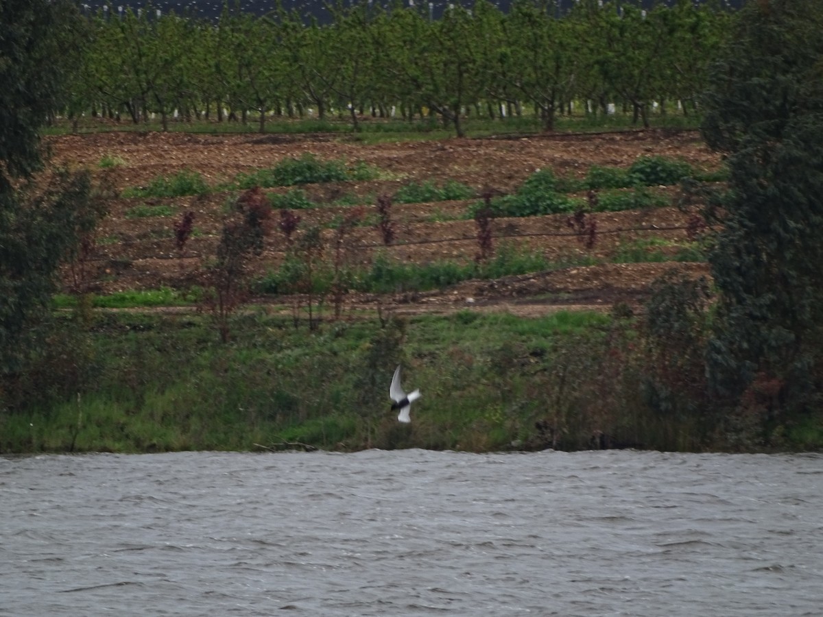 Black Tern - ML96086511