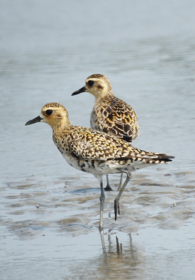 Pacific Golden-Plover - Biswanath Mondal