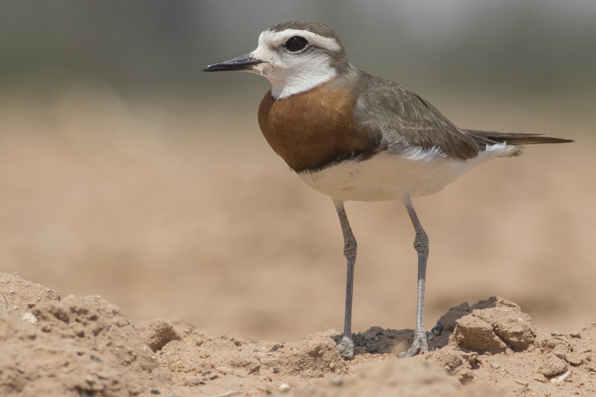 Caspian Plover - ML96088811