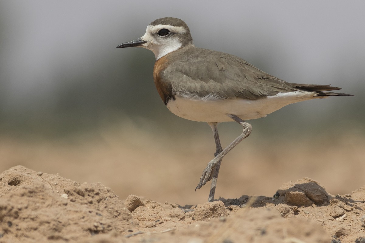 Caspian Plover - Jacob Drucker