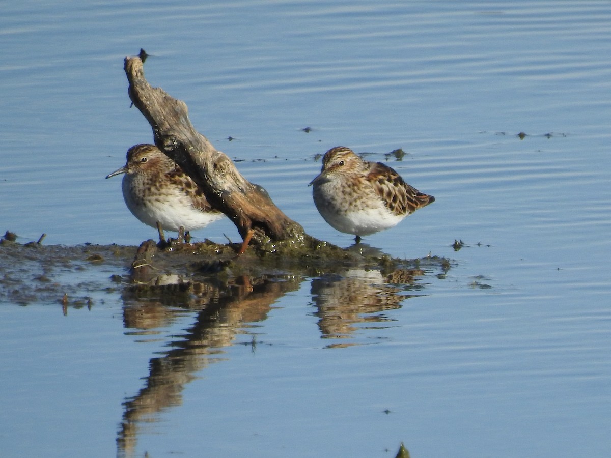 Least Sandpiper - ML96089591