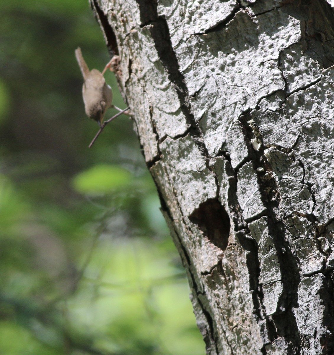 House Wren - ML96090731