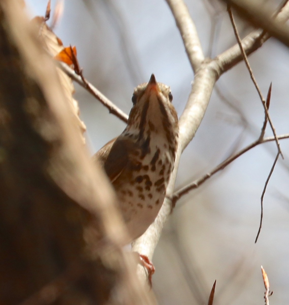 Hermit Thrush - ML96092271