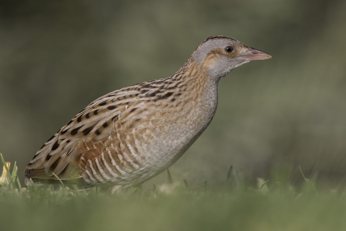 Corn Crake - Jacob Drucker