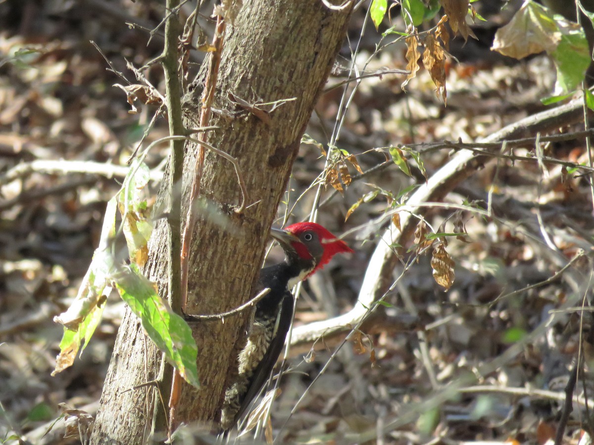 Lineated Woodpecker - ML96095291