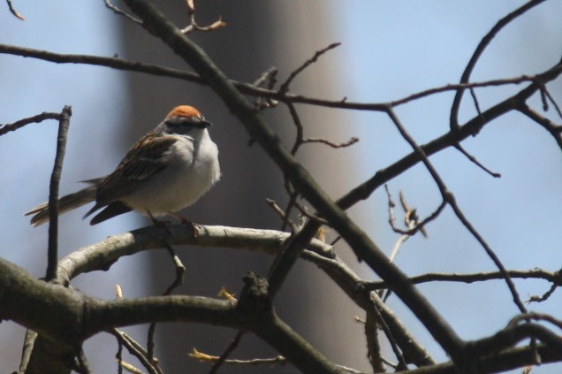 Chipping Sparrow - Sam Greene