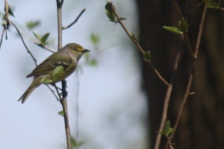 White-eyed Vireo - ML96096391