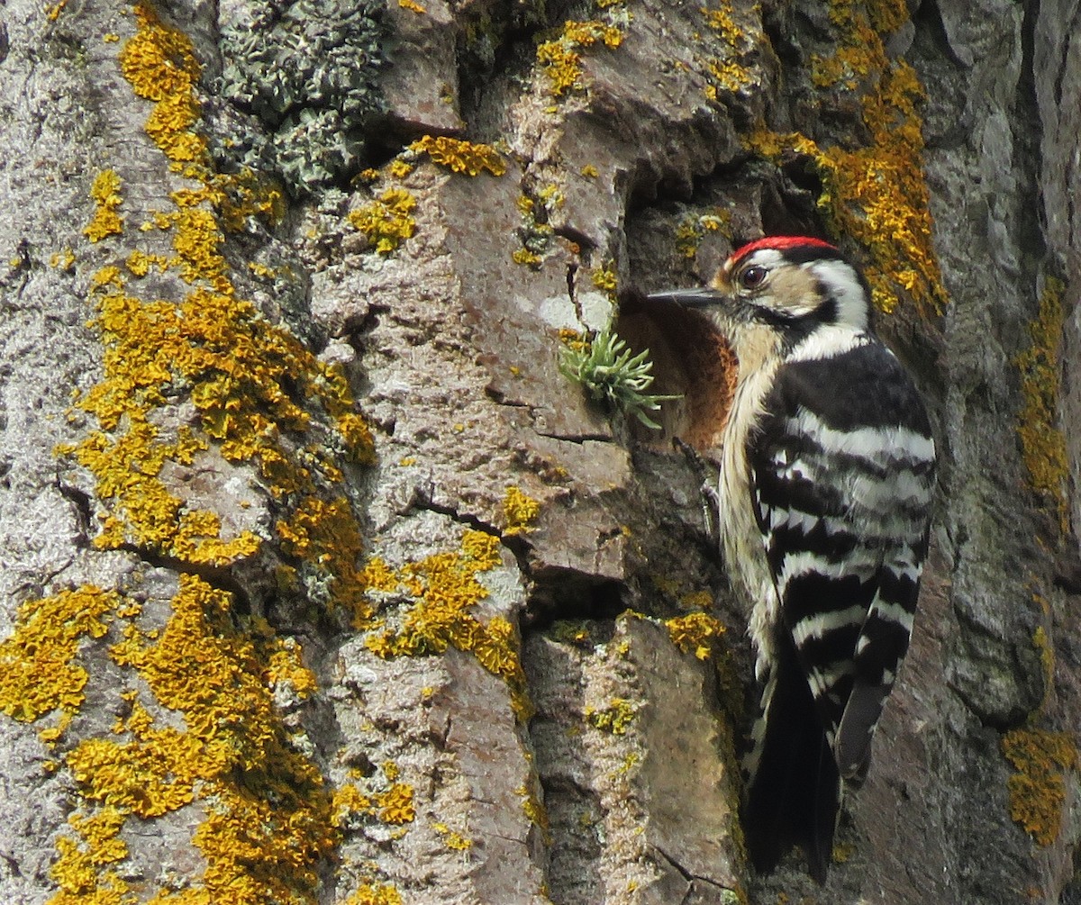 Lesser Spotted Woodpecker - ML96096651