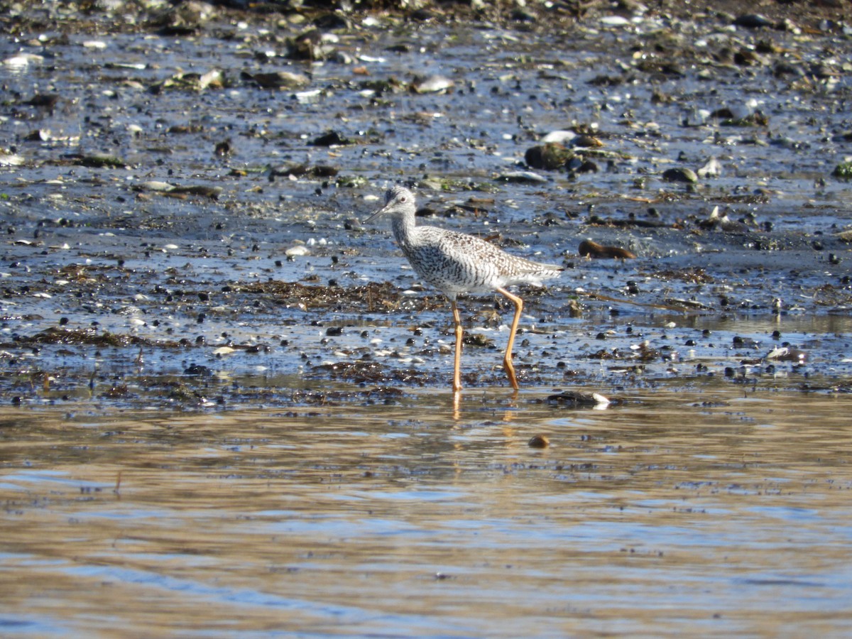 Greater Yellowlegs - Lisa Scheppke