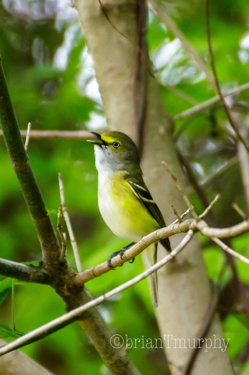 White-eyed Vireo - Brian Murphy