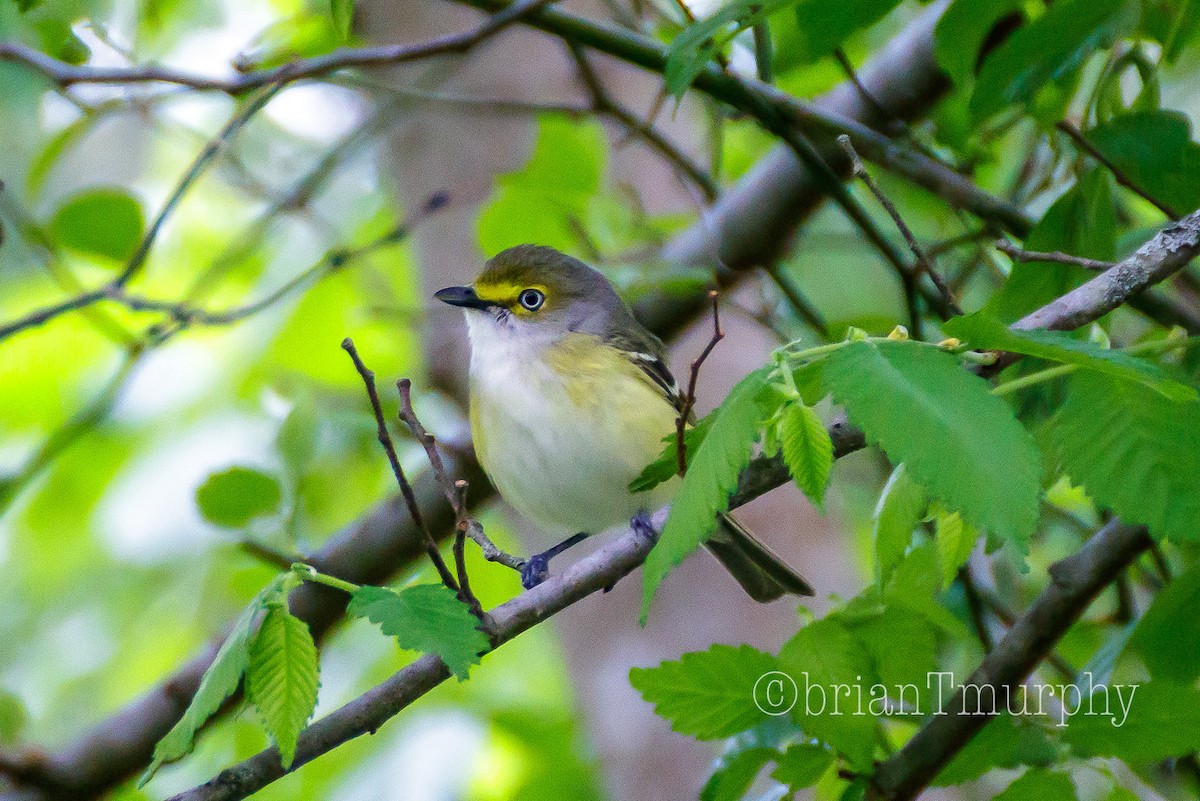 Vireo Ojiblanco - ML96097331