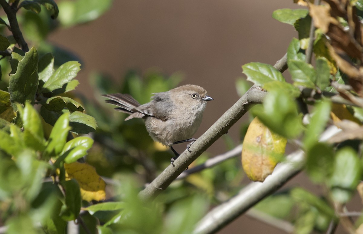 Bushtit - Mary Keleher