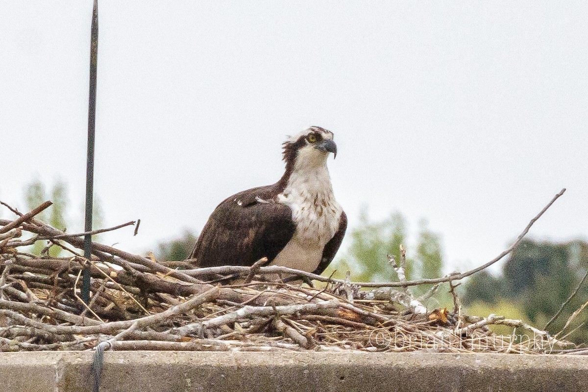 Osprey - Brian Murphy