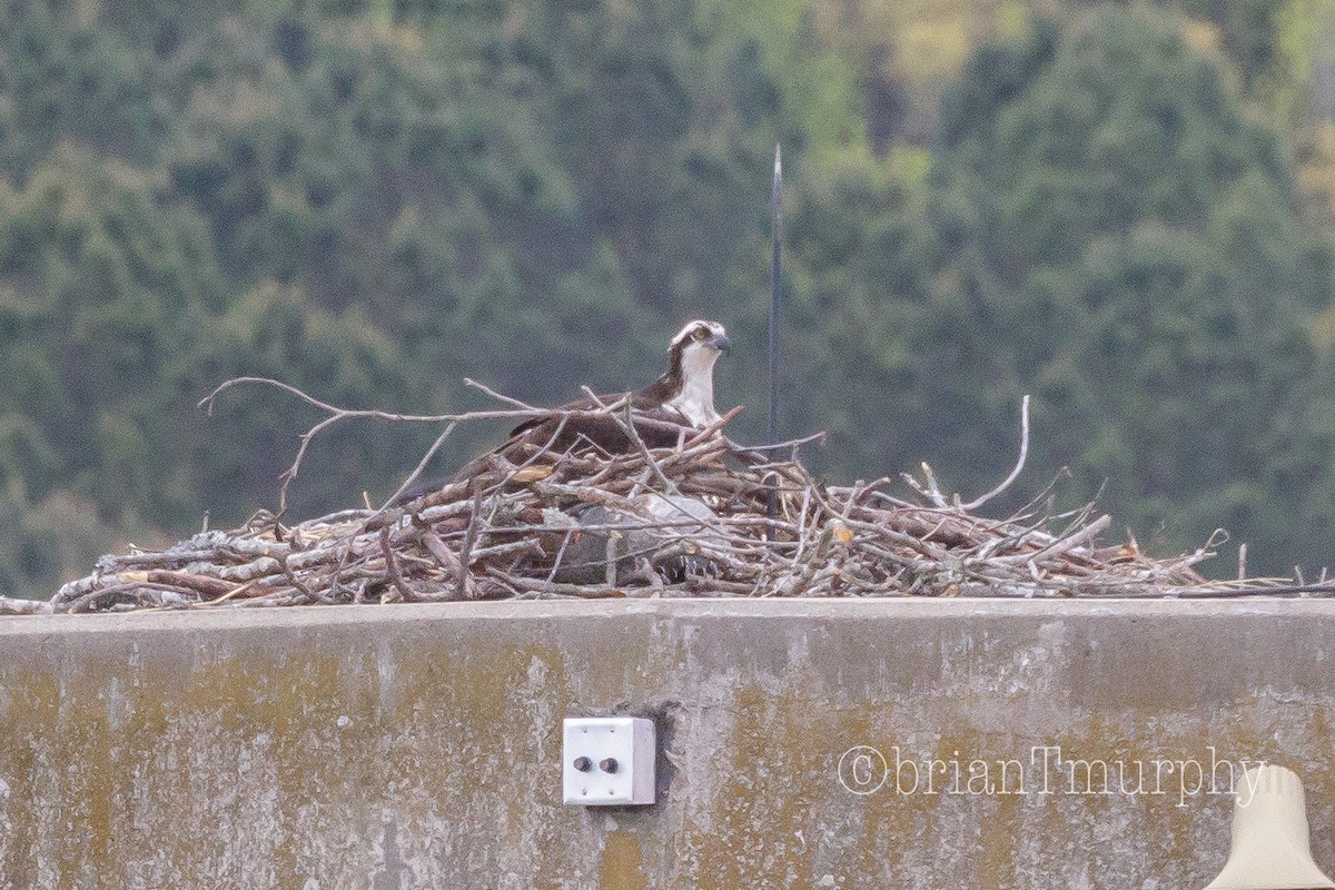 Osprey - ML96097811