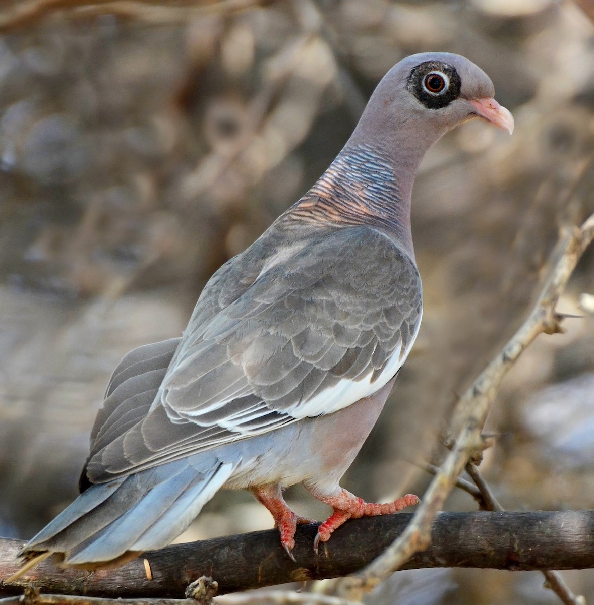 Bare-eyed Pigeon - Steven Mlodinow