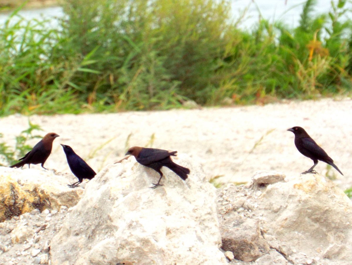 Shiny Cowbird - ML96100371