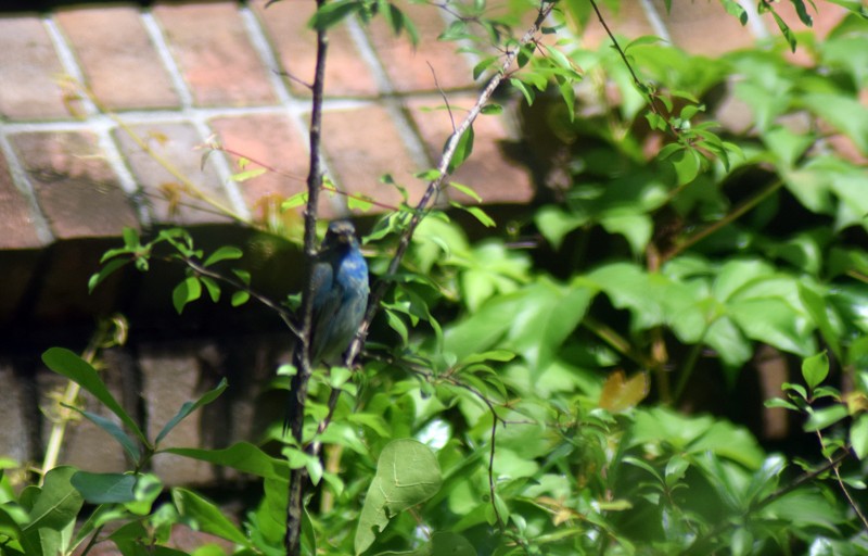 Indigo Bunting - ML96100561