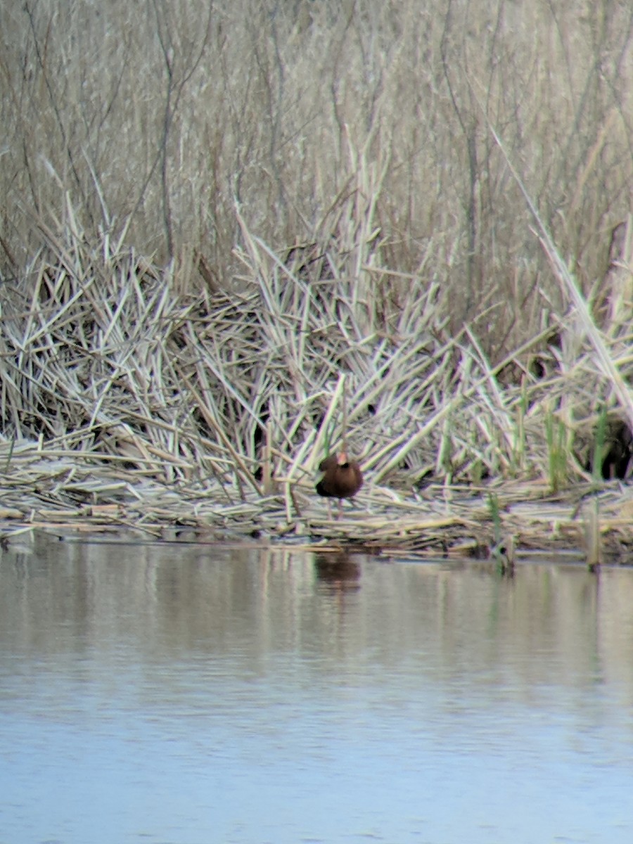 Black-bellied Whistling-Duck - ML96101961