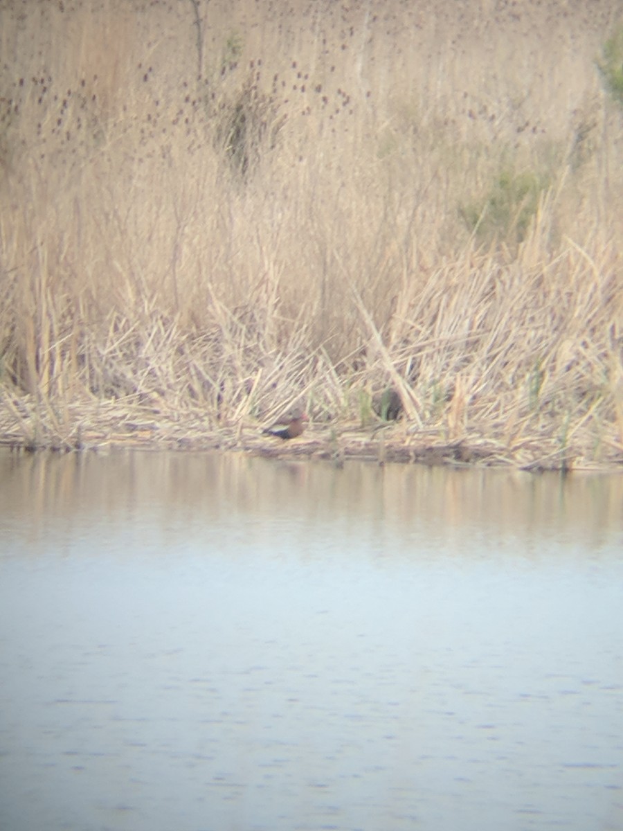 Black-bellied Whistling-Duck - ML96102331