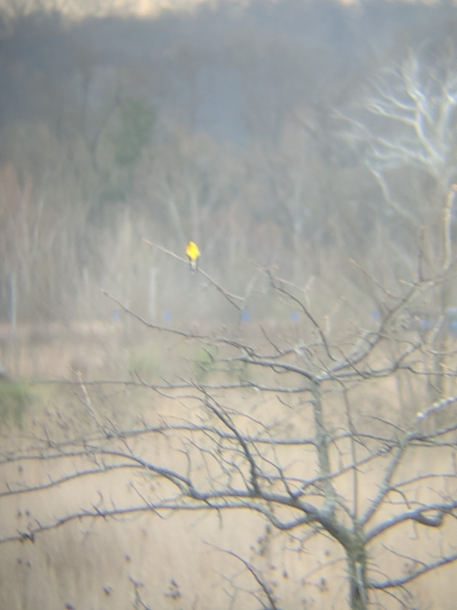 American Goldfinch - ML96102711