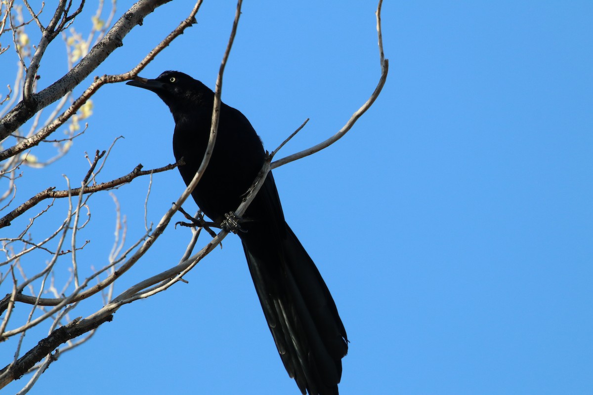 Great-tailed Grackle - ML96108081